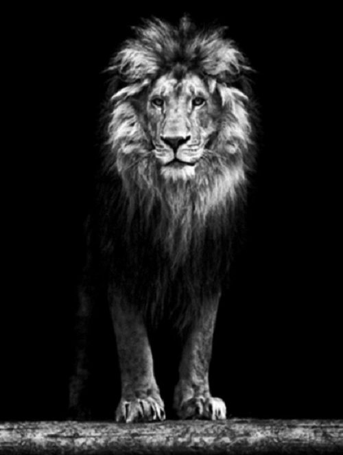 Diamond painting Leeuw - 40 x 30 cm - Ronde steentjes - Hobby en meer