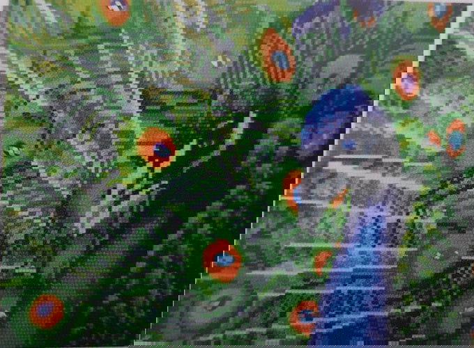 Diamond painting pauw- 42 x 32 cm - Ronde steentjes - Hobby en meer